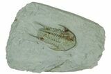 Lower Cambrian Trilobite (Neltneria) - Issafen, Morocco #189921-1